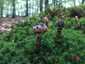 Pikkelyes tinóru (Strobilomyces strobilaceus), Zemplén